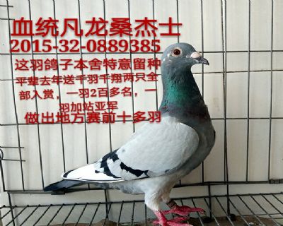 凡龙桑杰士
